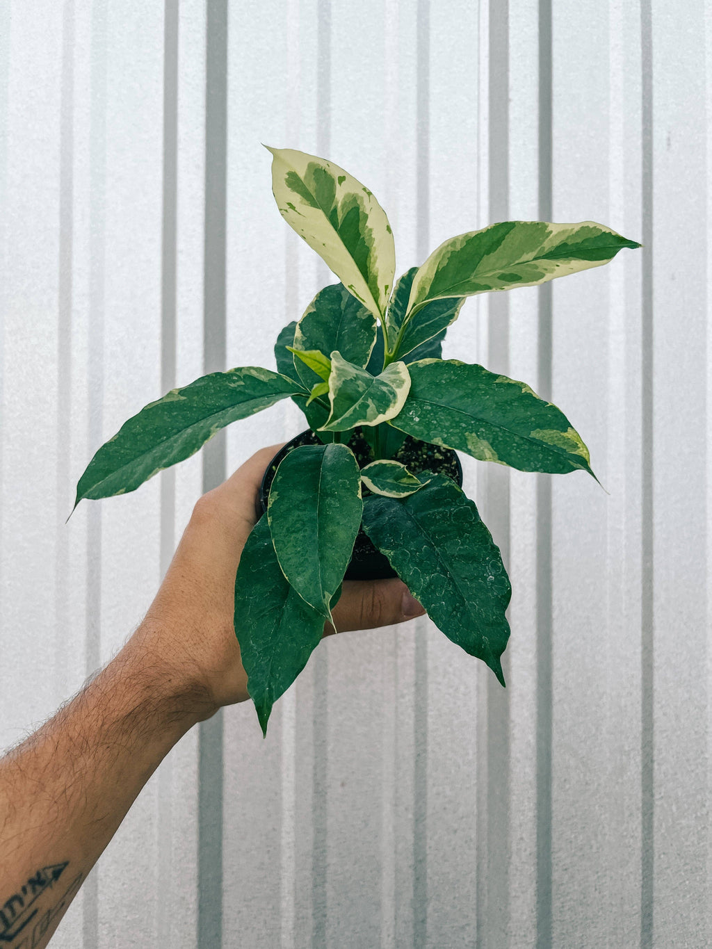 4" Variegated Hoya 'Multiflora' (Shooting Star Hoya)