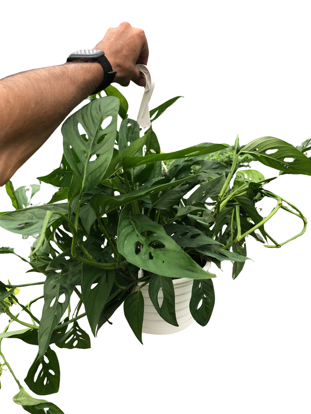 The SWISS CHEESE Monstera Adansonii Easy Care Potted House Plant