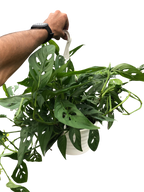 The SWISS CHEESE Monstera Adansonii Easy Care Potted House Plant