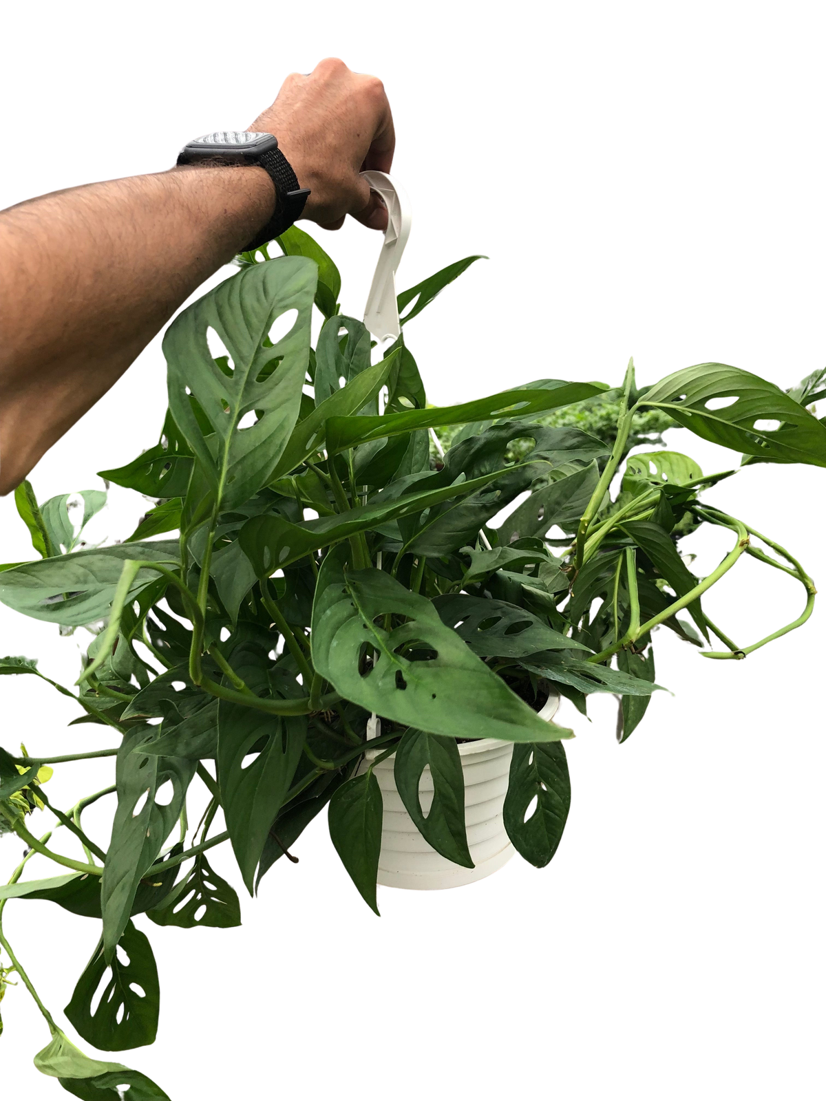 The SWISS CHEESE Monstera Adansonii Easy Care Potted House Plant