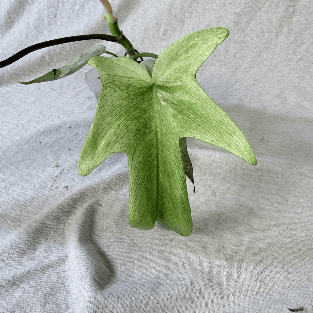 Philodendron Florida Ghost