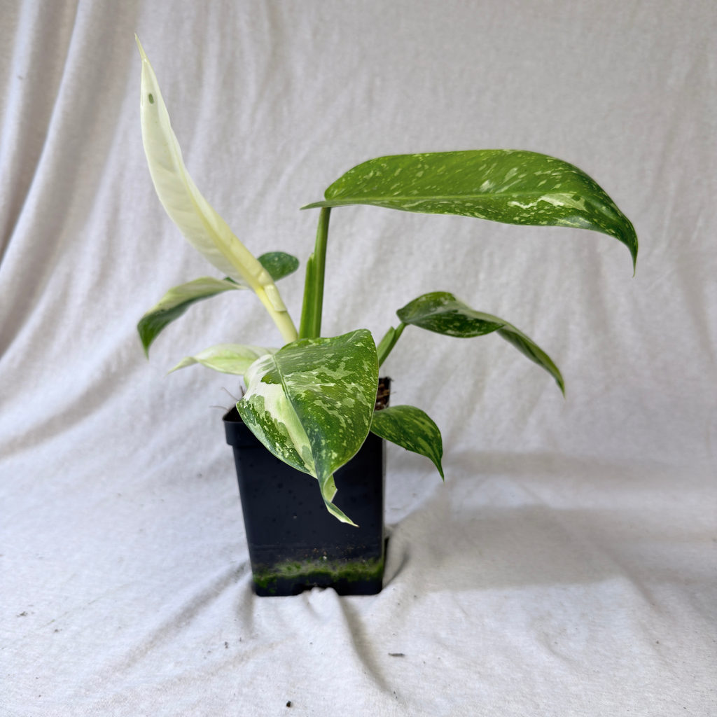 Philodendron Jose Buono
