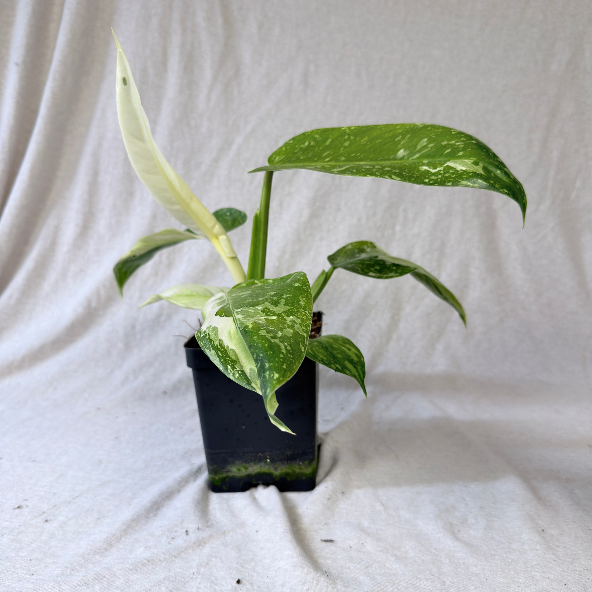 Philodendron Jose Buono