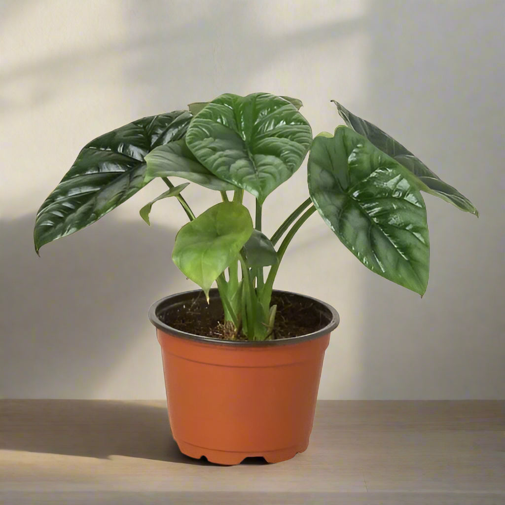 Potted plant with large green leaves on a white background