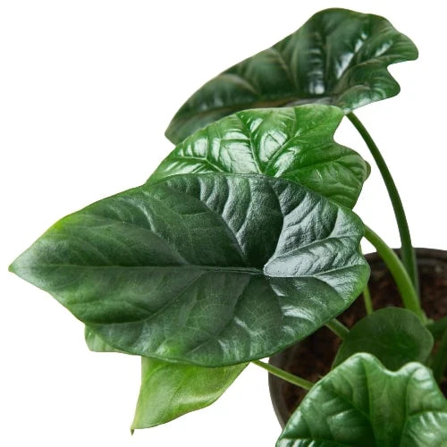 Tropical Alocasia 'Mirror Face' Rare Advanced Gardener Stunning Potted Plant