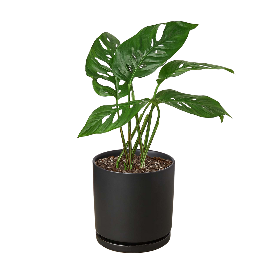The SWISS CHEESE Monstera Adansonii Easy Care Potted House Plant