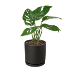 The SWISS CHEESE Monstera Adansonii Easy Care Potted House Plant