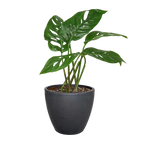 The SWISS CHEESE Monstera Adansonii Easy Care Potted House Plant