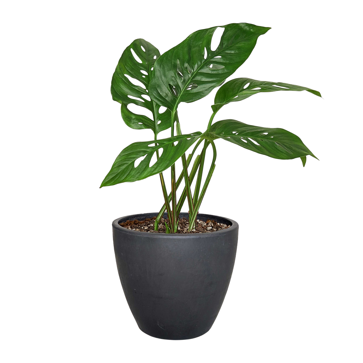 The SWISS CHEESE Monstera Adansonii Easy Care Potted House Plant