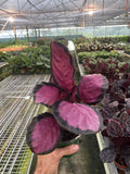 Tropical Calathea 'Purple Rose' Exotic Indoor Plant for Bright Indirect Sunlight
