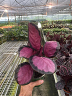 The CALATHEA Purple Rose Easy Care Potted House Plant