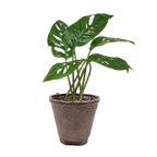 The SWISS CHEESE Monstera Adansonii Easy Care Potted House Plant