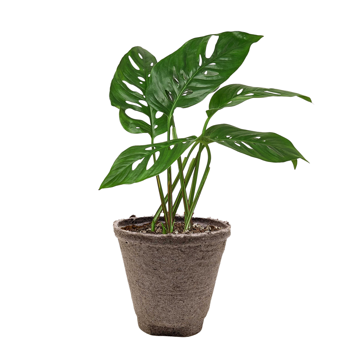 The SWISS CHEESE Monstera Adansonii Easy Care Potted House Plant