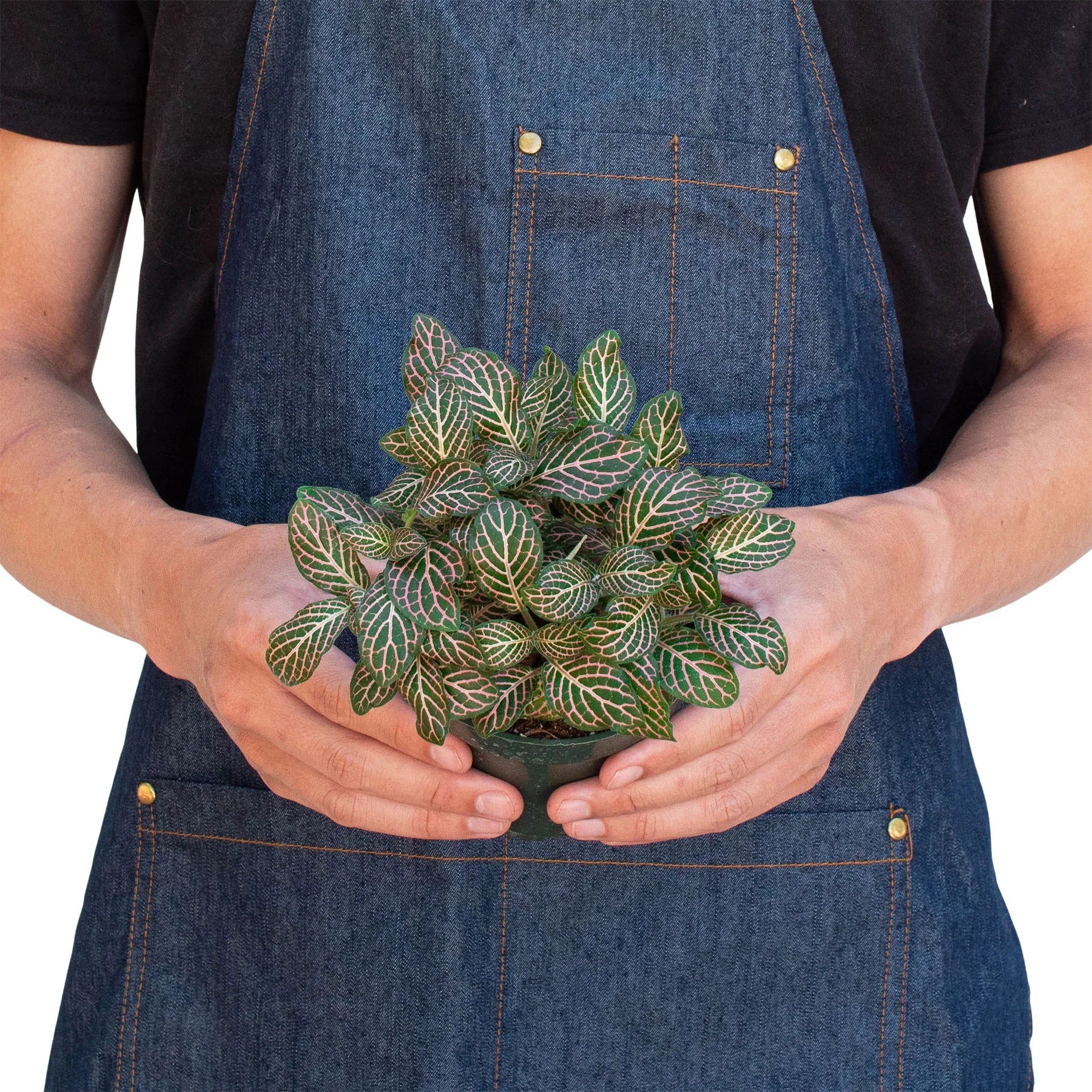 Fittonia 'Pink' Live Potted Plant for Bright Indirect Sunlinght