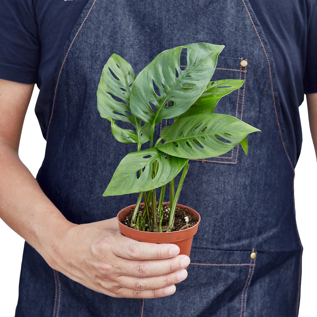 The SWISS CHEESE Monstera Adansonii Easy Care Potted House Plant