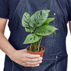 The SWISS CHEESE Monstera Adansonii Easy Care Potted House Plant