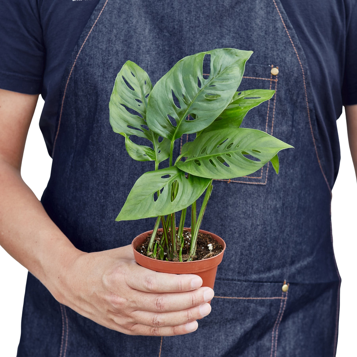 The SWISS CHEESE Monstera Adansonii Easy Care Potted House Plant