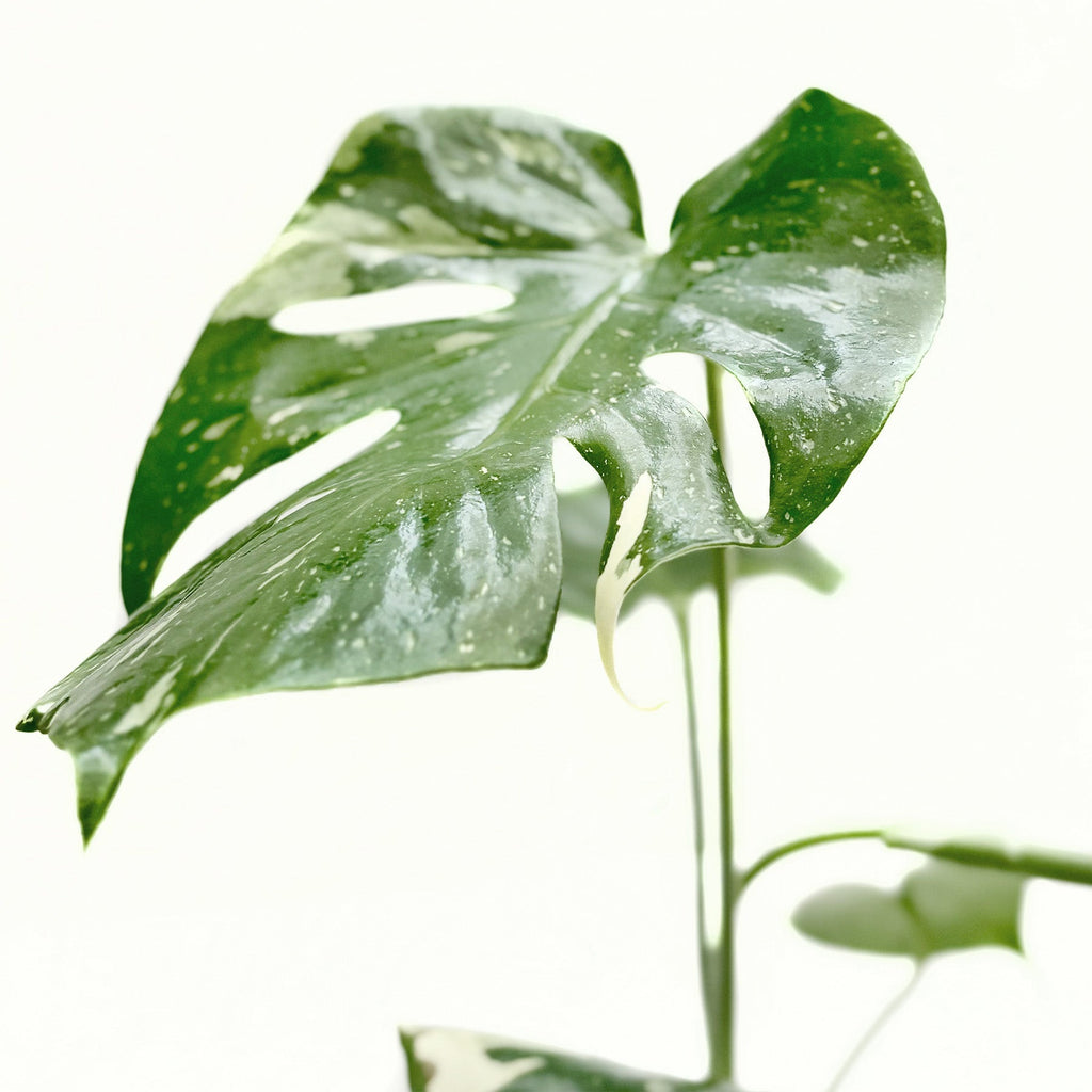 The THAI CONSTELLATION Monstera Easy Care Fast-Growing Plant