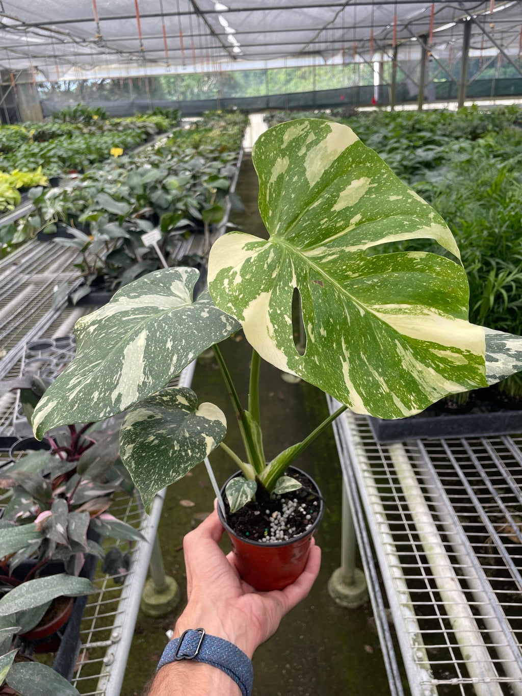 The THAI CONSTELLATION Monstera Easy Care Fast-Growing Plant