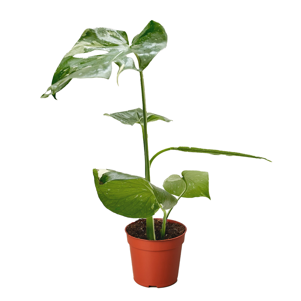 The THAI CONSTELLATION Monstera Easy Care Fast-Growing Plant