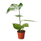 The THAI CONSTELLATION Monstera Easy Care Fast-Growing Plant