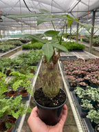 The MONEY TREE Guiana Chestnut Pachira Stump
