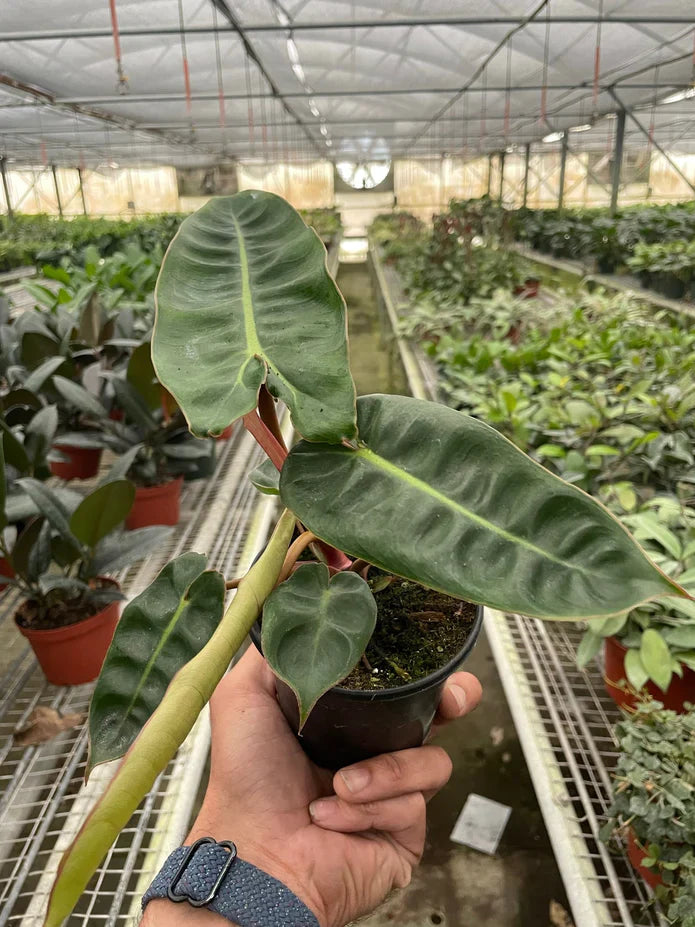 Rare Philodendron 'Billietiae' Climbing Indoor Plant for Indirect Sunlight