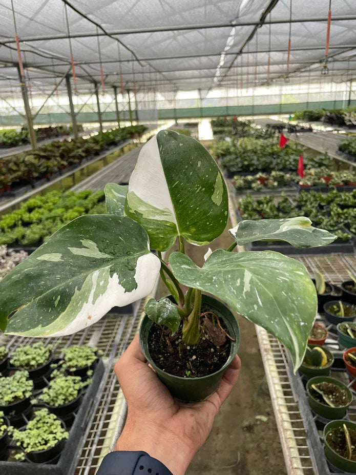 Philodendron 'White Princess' for Bright Indirect Sunlight