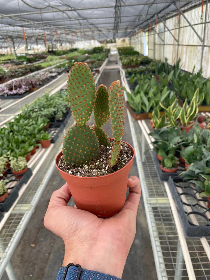 Bunny Ear Cactus Opuntia 'Microdasys' Beginner Easy Care Indoor Potted Plant for All Levels of Sunlight
