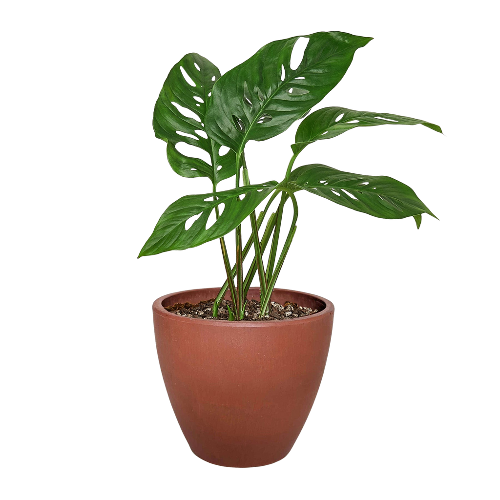 The SWISS CHEESE Monstera Adansonii Easy Care Potted House Plant