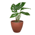 The SWISS CHEESE Monstera Adansonii Easy Care Potted House Plant