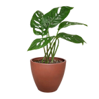 The SWISS CHEESE Monstera Adansonii Easy Care Potted House Plant
