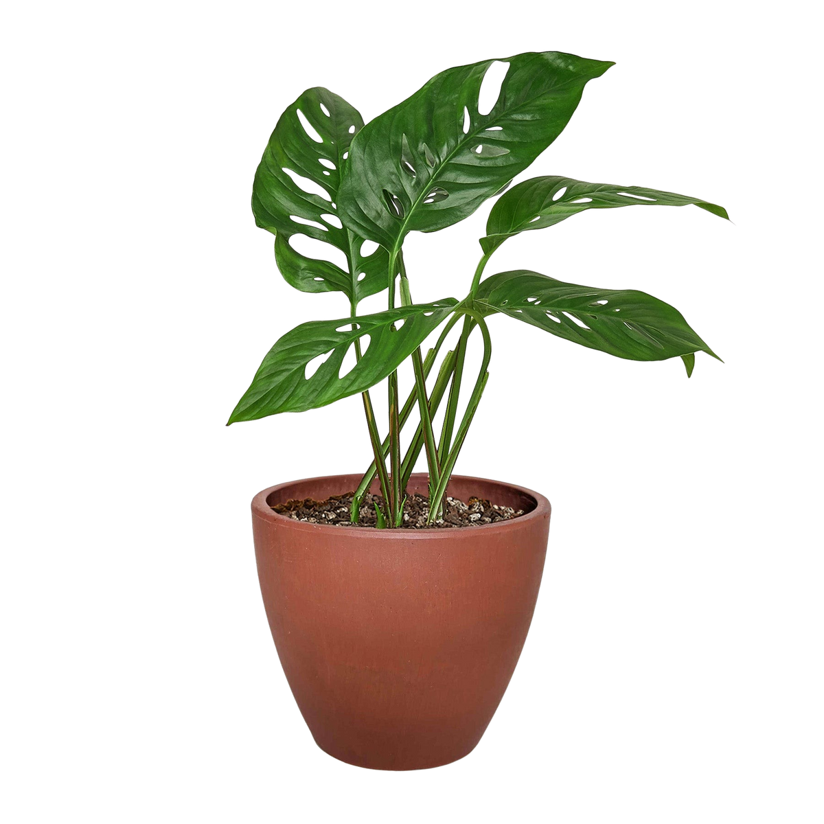 The SWISS CHEESE Monstera Adansonii Easy Care Potted House Plant
