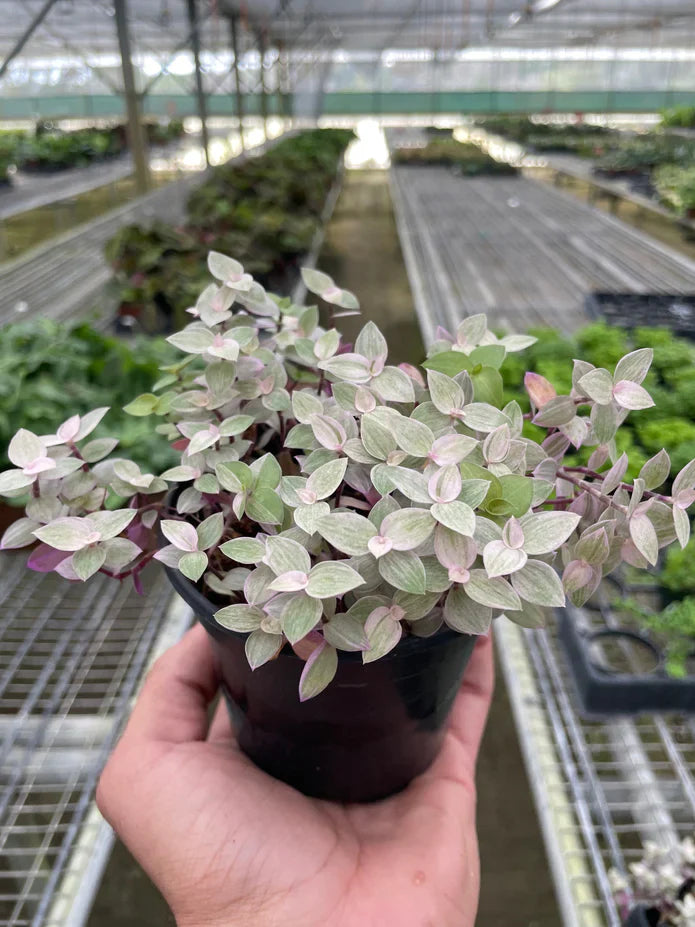 Tradescantia Callisia 'Pink Panther' RARE Combined Species Easy Care Exotic Plant