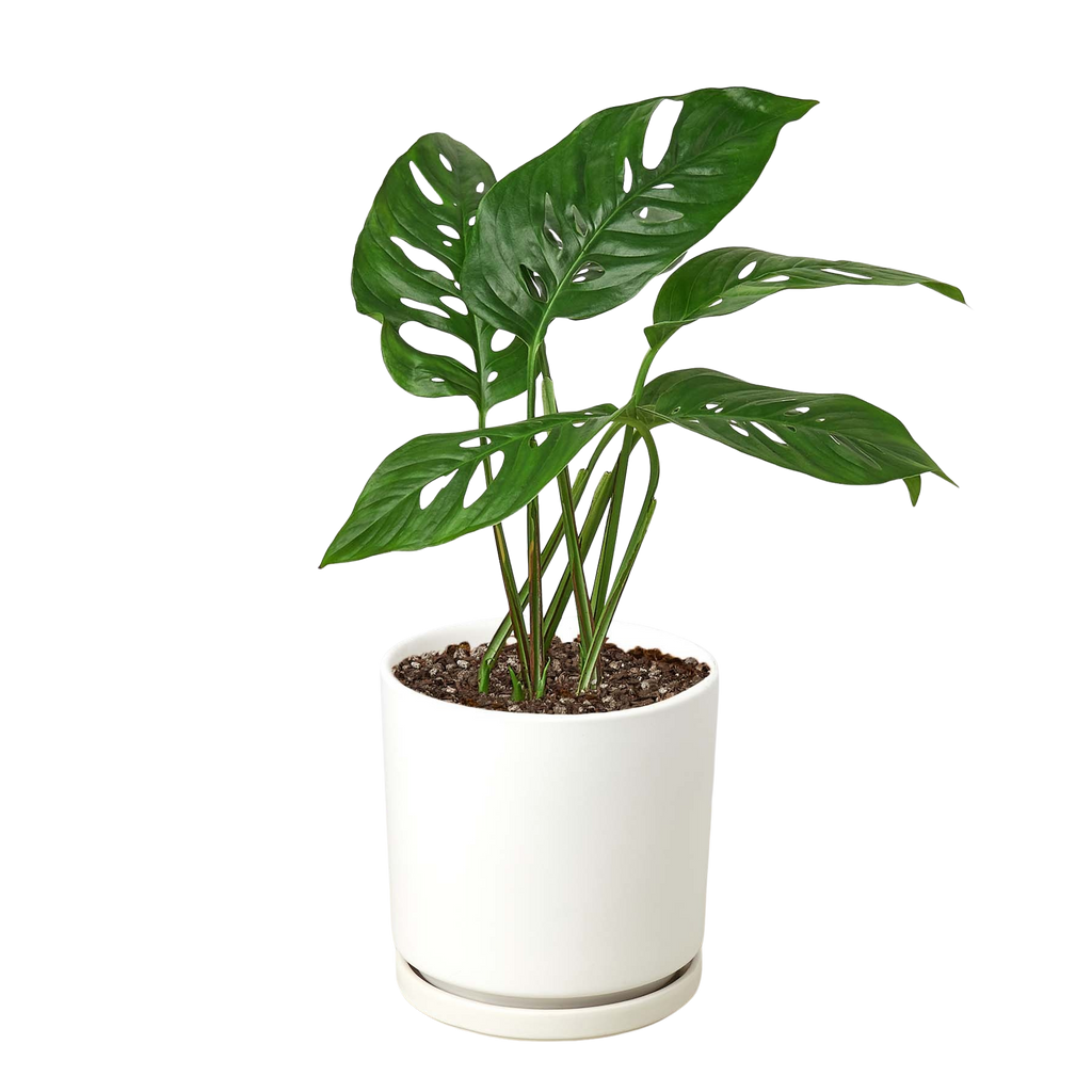 The SWISS CHEESE Monstera Adansonii Easy Care Potted House Plant
