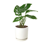 The SWISS CHEESE Monstera Adansonii Easy Care Potted House Plant
