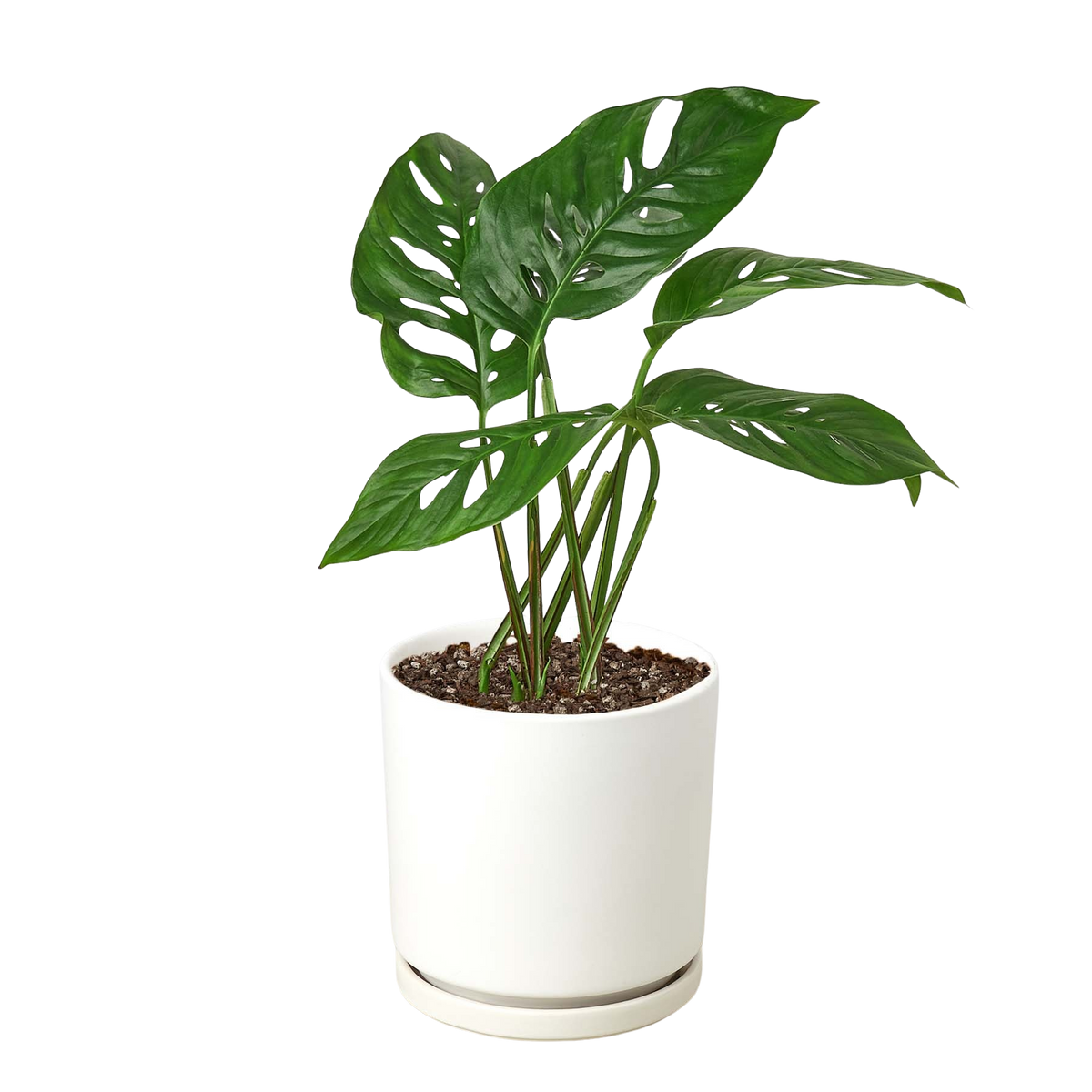 The SWISS CHEESE Monstera Adansonii Easy Care Potted House Plant