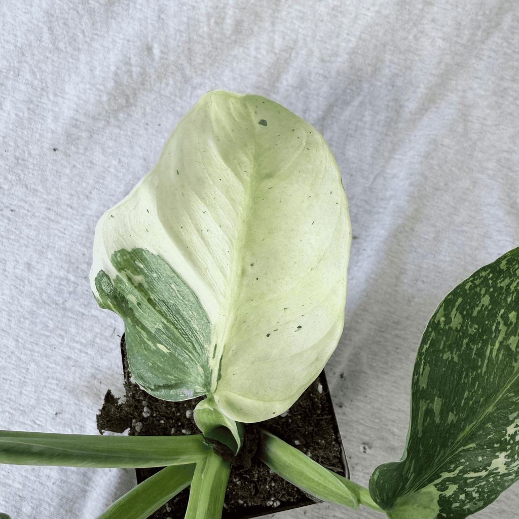 Philodendron Jose Buono