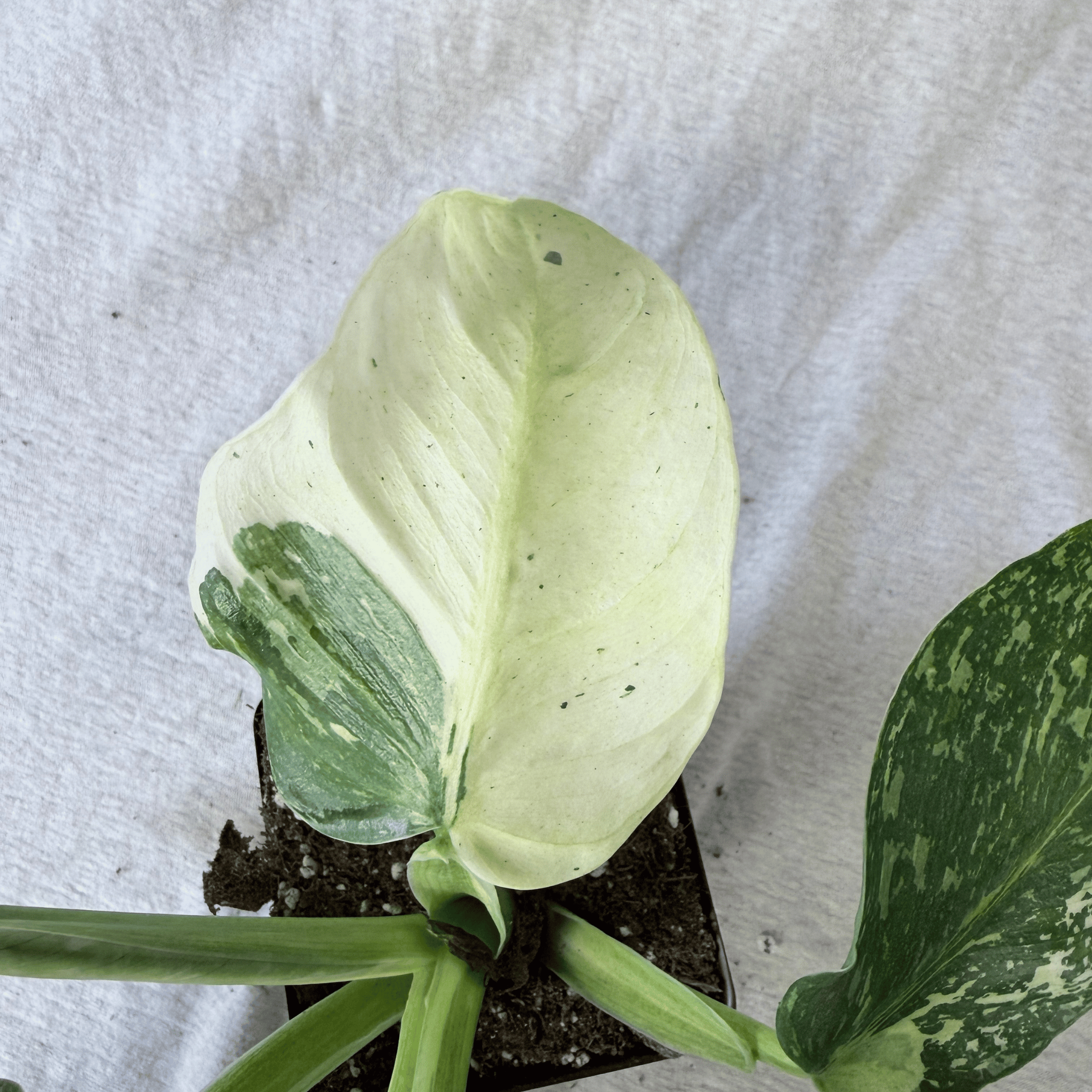 Philodendron Jose Buono