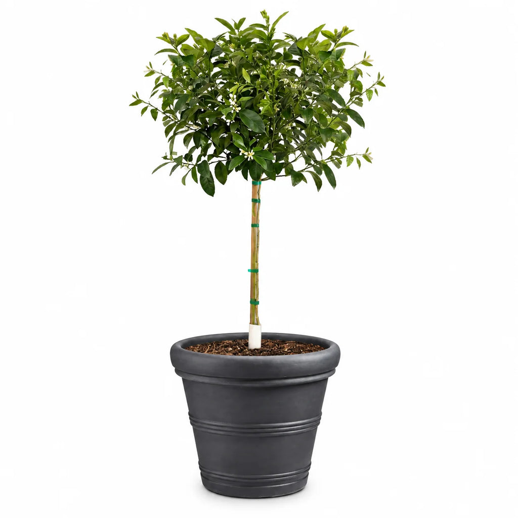 The ZESTY Improved Meyer Lemon Low-Maintenance Fruit Tree
