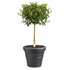 The ZESTY Improved Meyer Lemon Low-Maintenance Fruit Tree