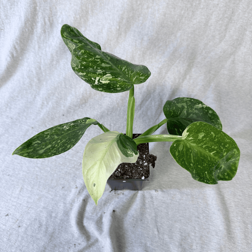 Philodendron Jose Buono