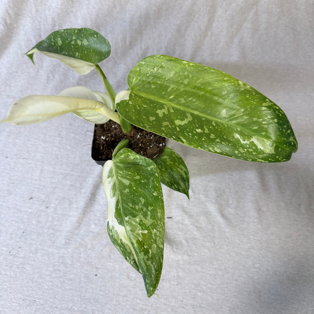 Philodendron Jose Buono