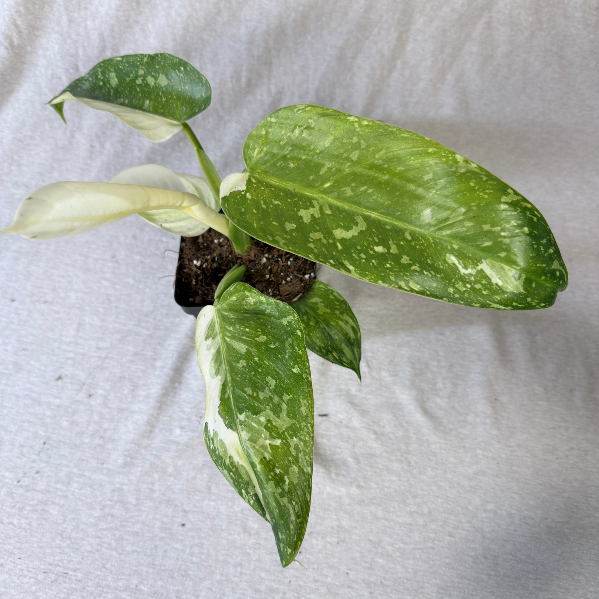 Philodendron Jose Buono