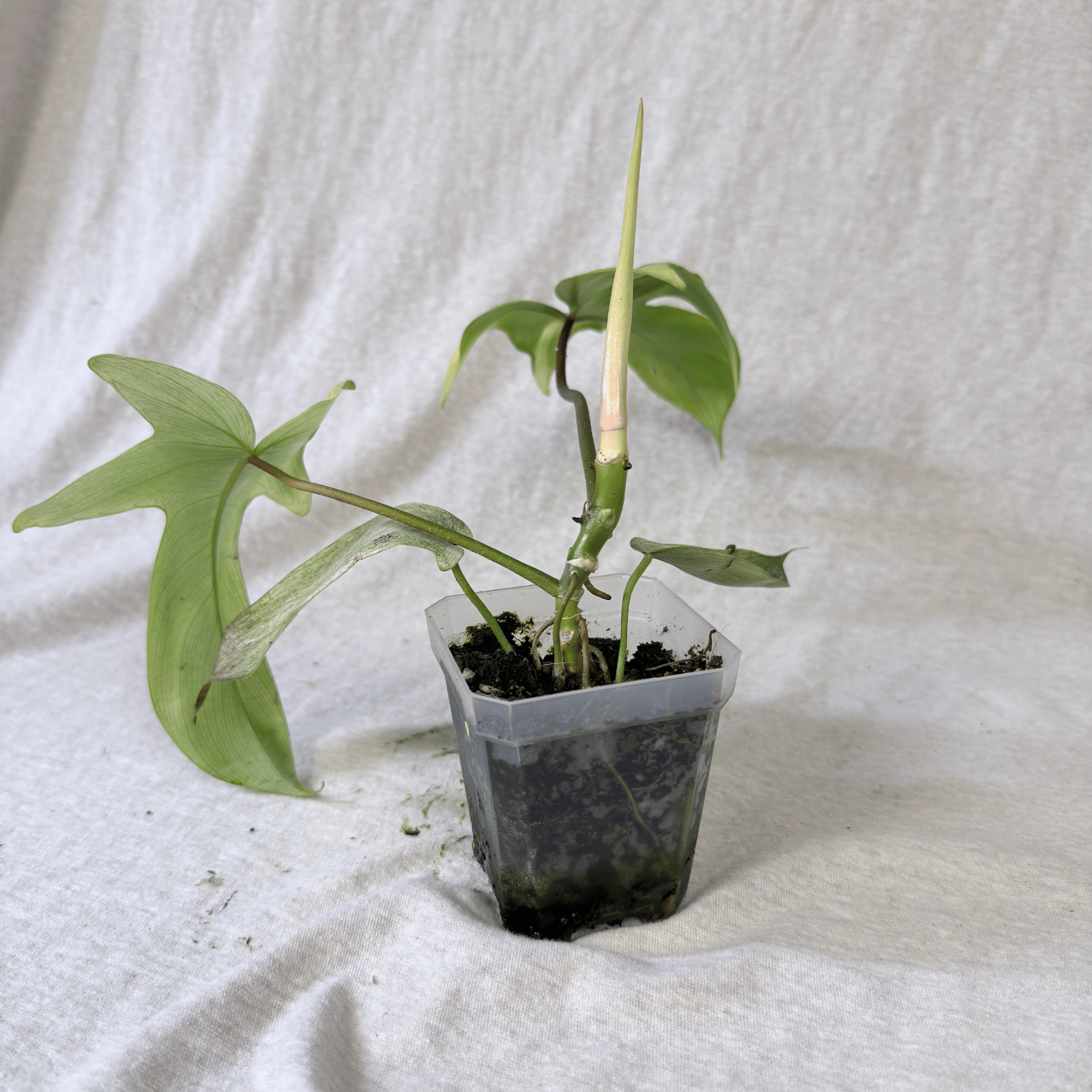 Philodendron Florida Ghost