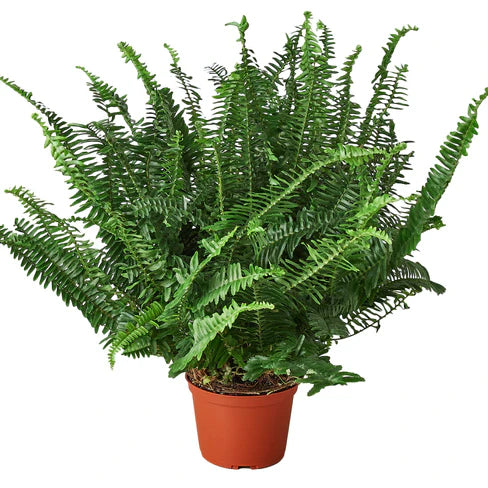 Jester's Crown Fern (Boston Fern) Pet-Safe Easy-Care Potted House Plant