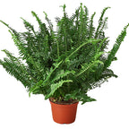 Jester's Crown Fern (Boston Fern) Pet-Safe Easy-Care Potted House Plant