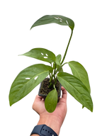 The SWISS CHEESE Monstera Adansonii Easy Care Potted House Plant