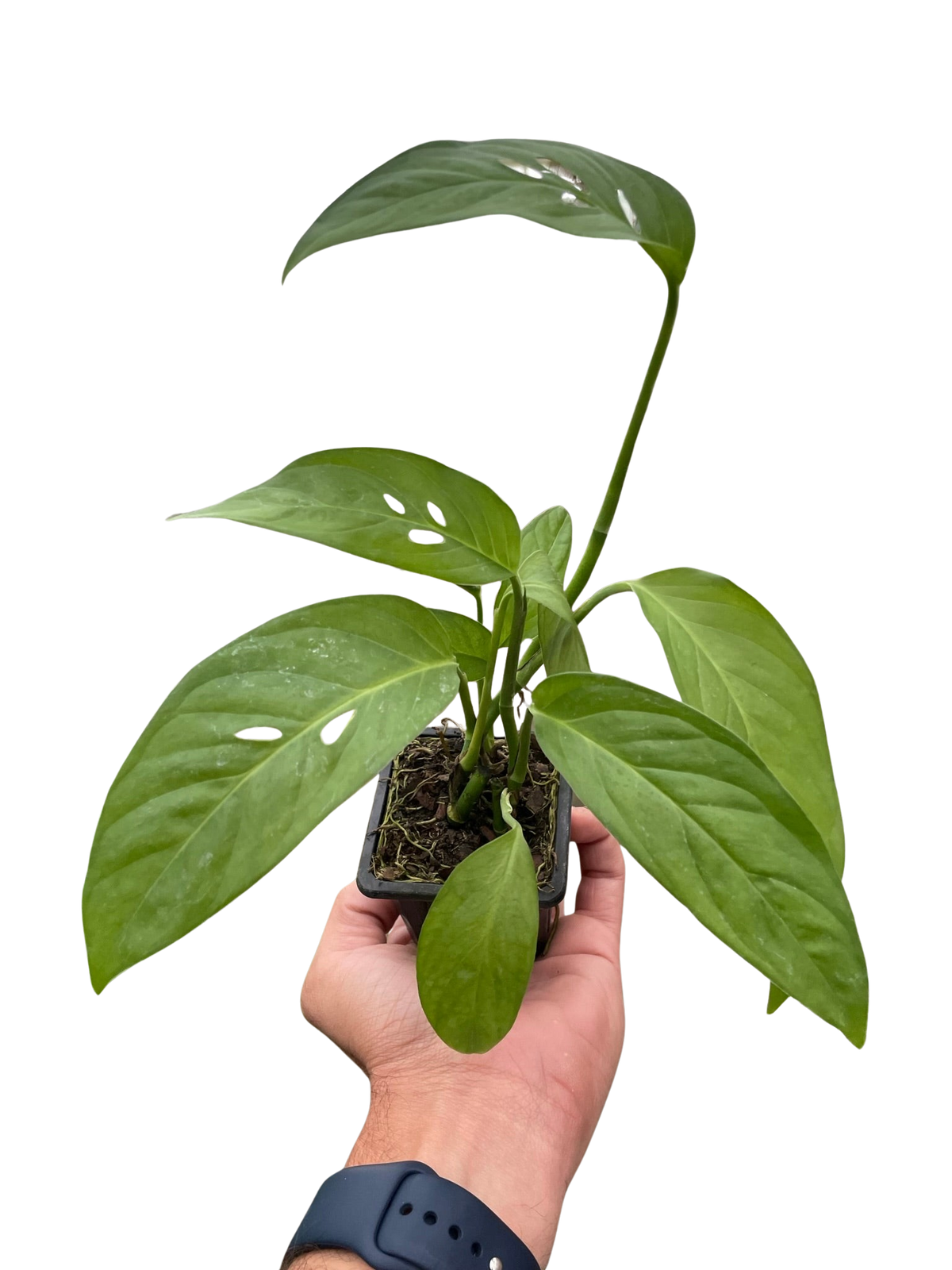 The SWISS CHEESE Monstera Adansonii Easy Care Potted House Plant