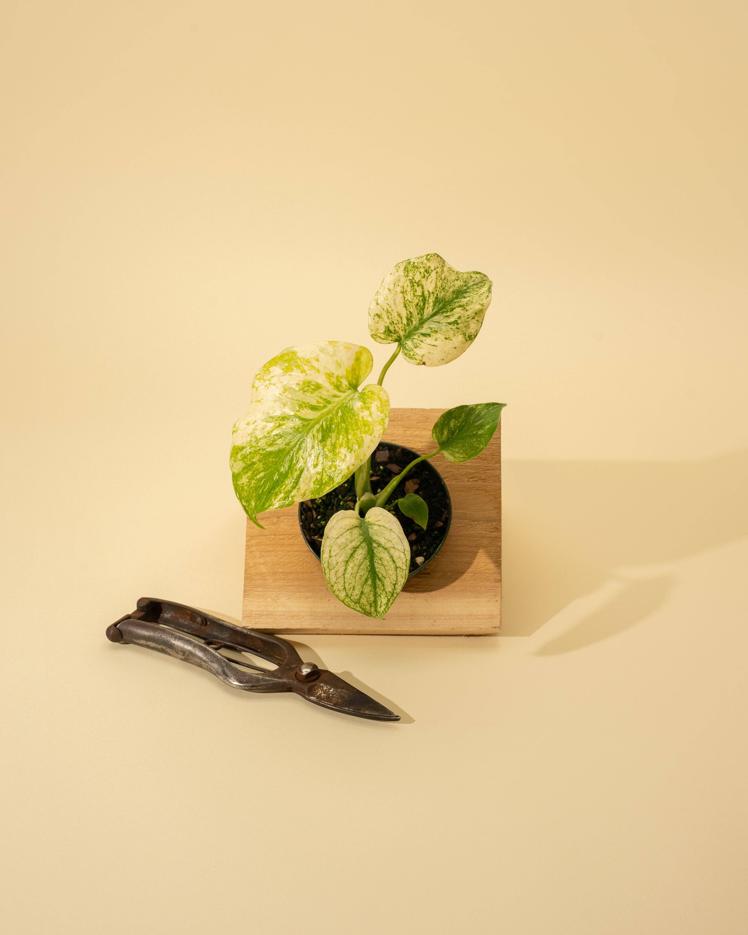 3.5" Monstera 'Mint'